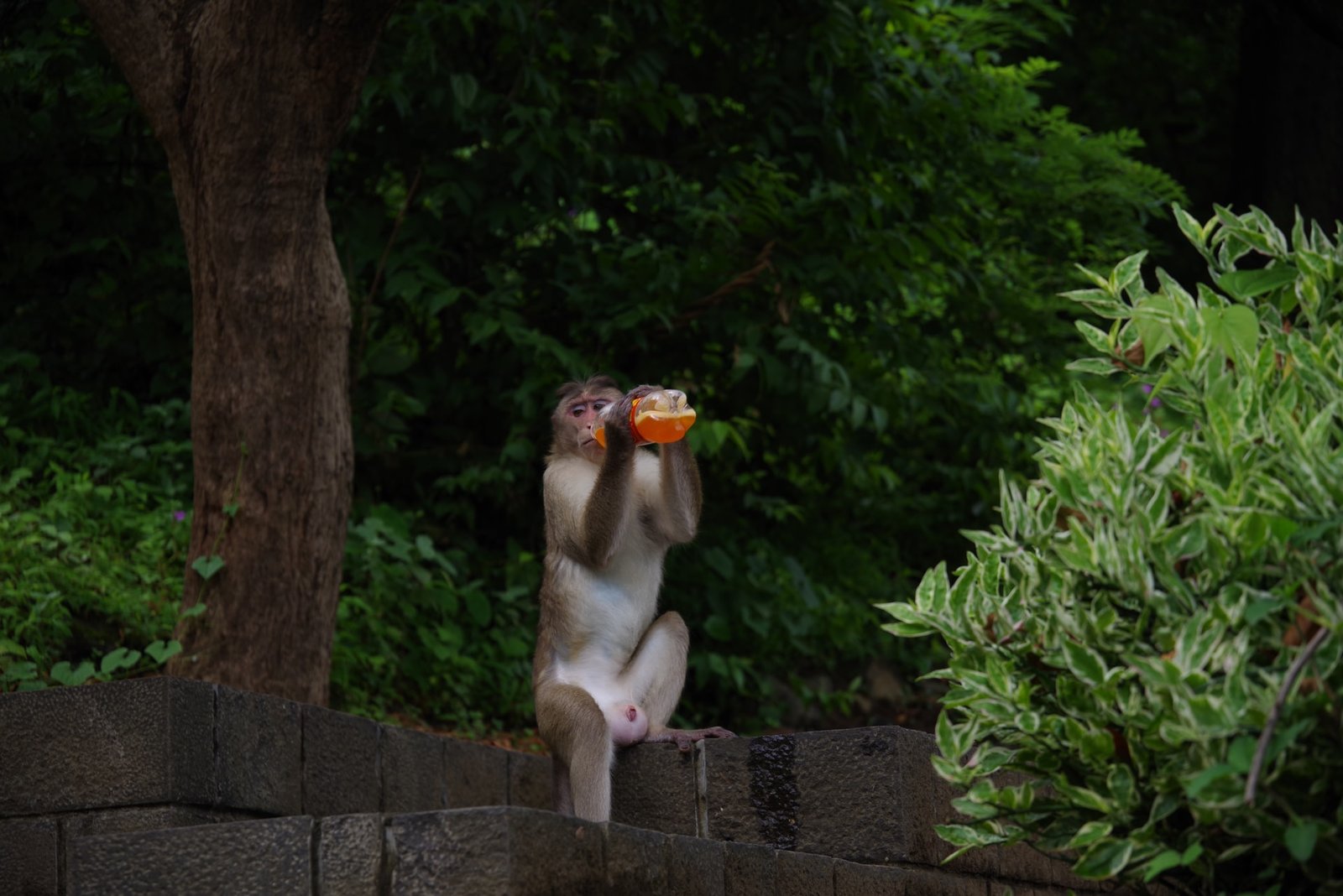 Study on monkeys sheds light on our love of alcohol