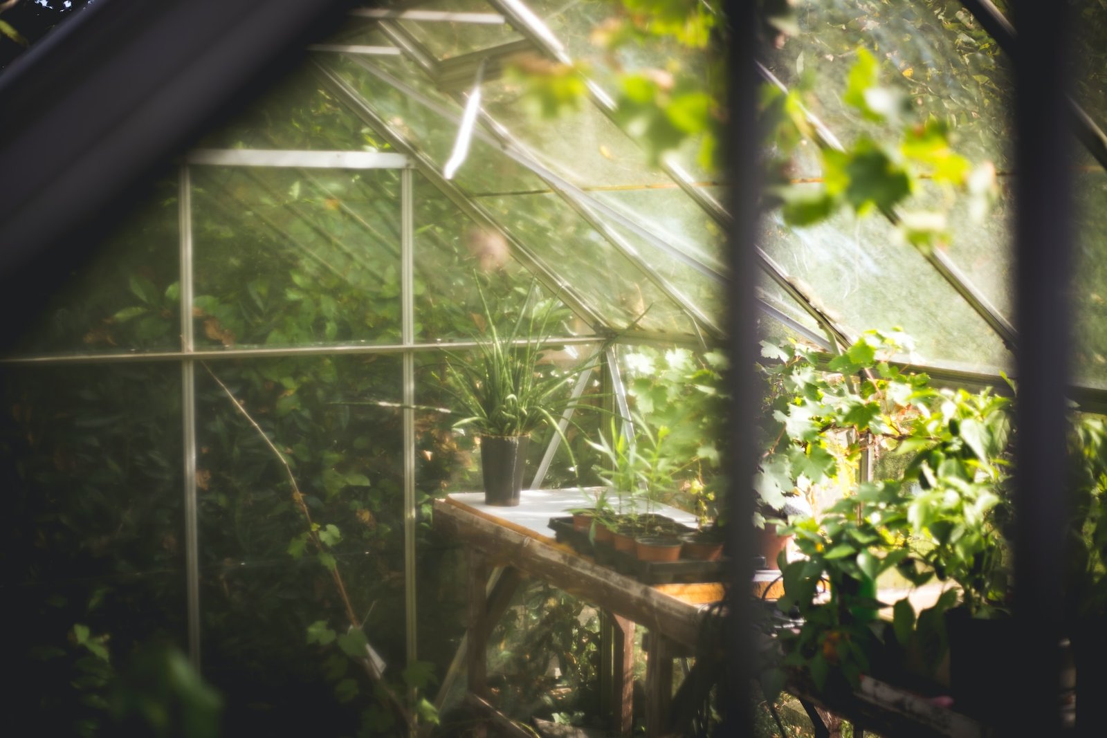 New Ravenscourt Park glasshouse opens as ‘green’ community centre