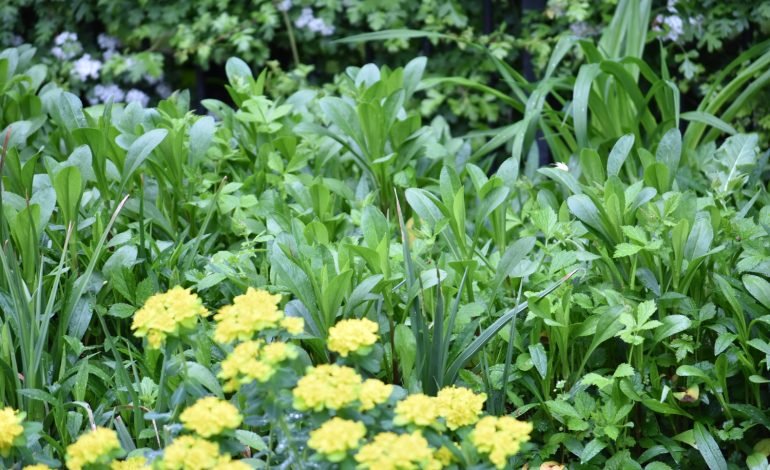 UK gardeners encouraged to take part in “No Mow May”