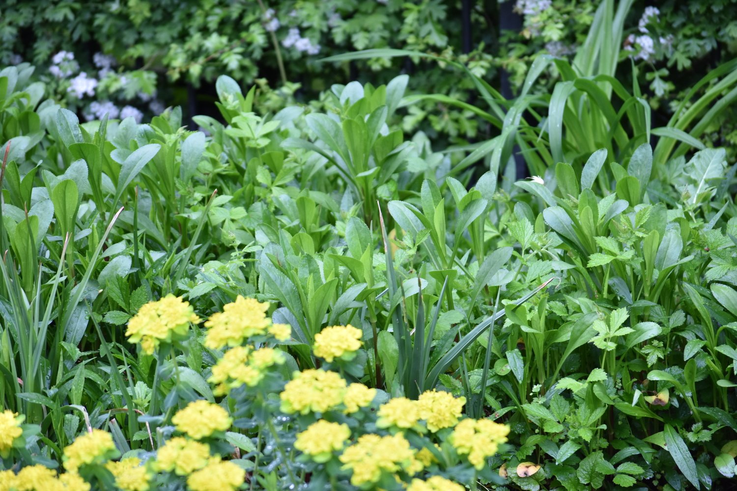 UK gardeners encouraged to take part in “No Mow May”