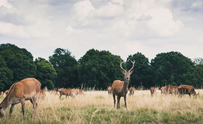 Richmond upon Thames happiest place to live in Britain