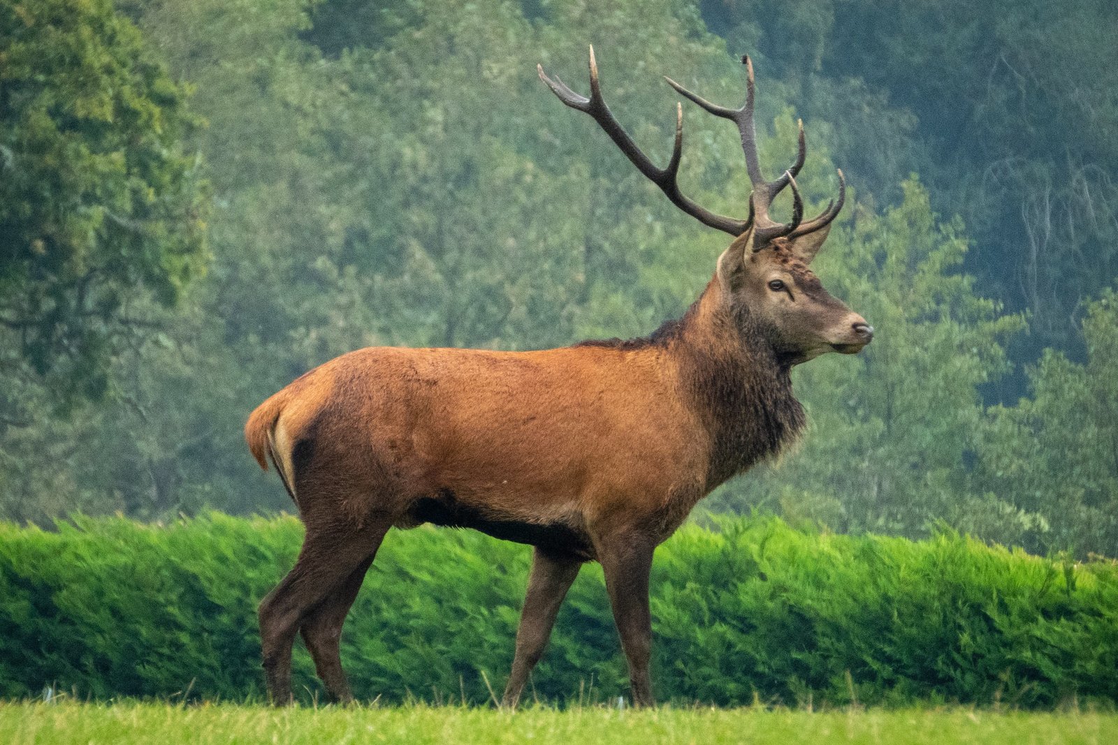 Humans impacting red deer populations more than predators
