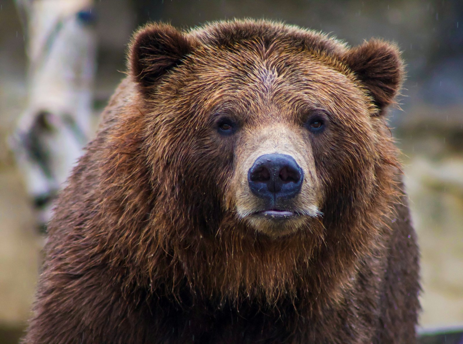 Rampaging brown bear in Slovak town shot after injuring five