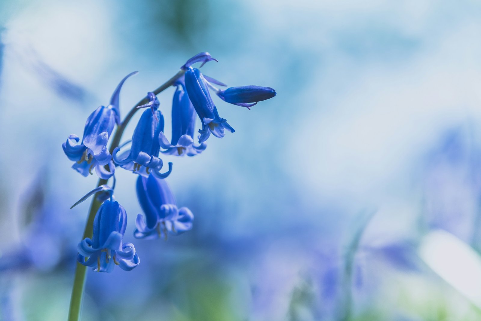 Epping Forest: Visitors urged to help protect native bluebells