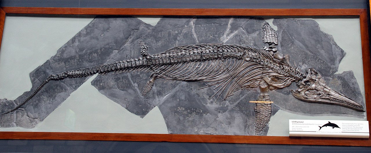 Enormous marine reptile discovered