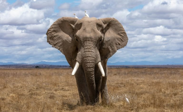 Europeans care more about elephants than people, says Botswana president