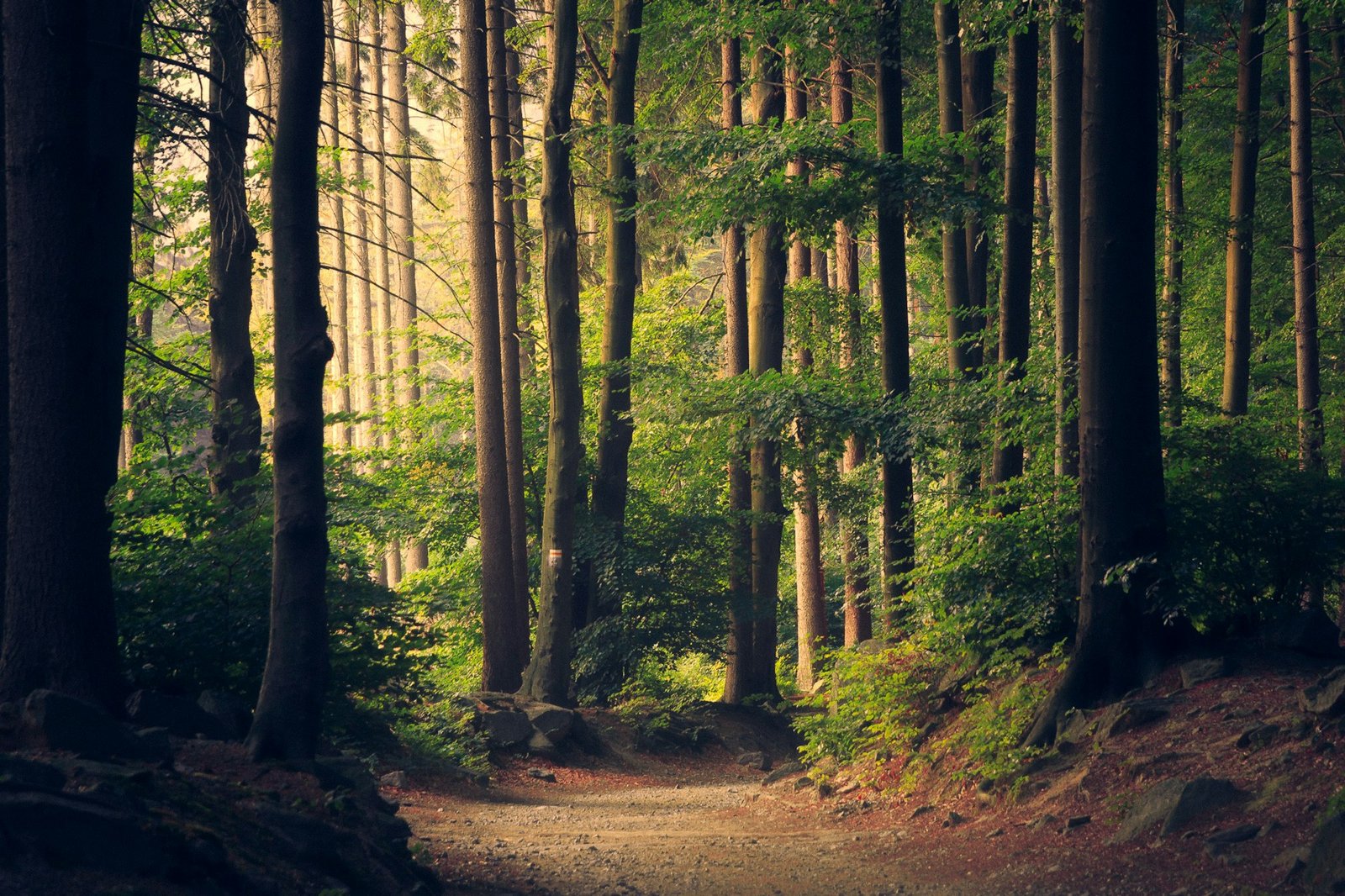 More time in nature desirable for all, according to survey