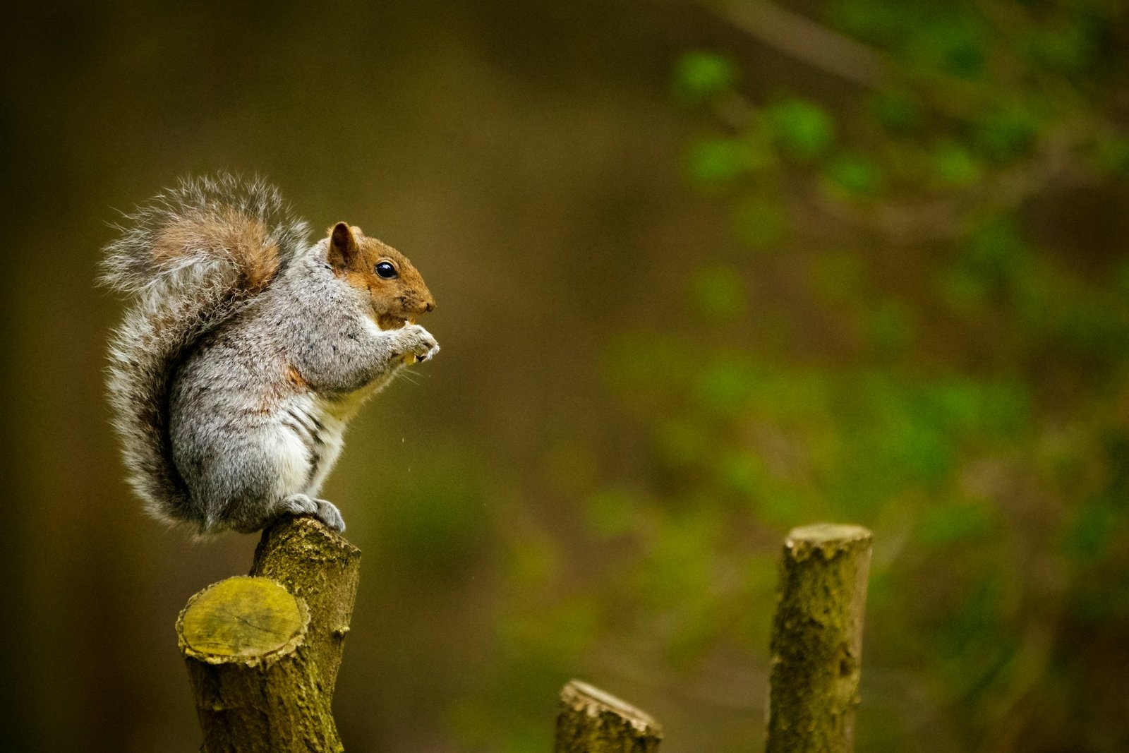 Become a ‘Friend’ of your local Hammersmith & Fulham park this summer