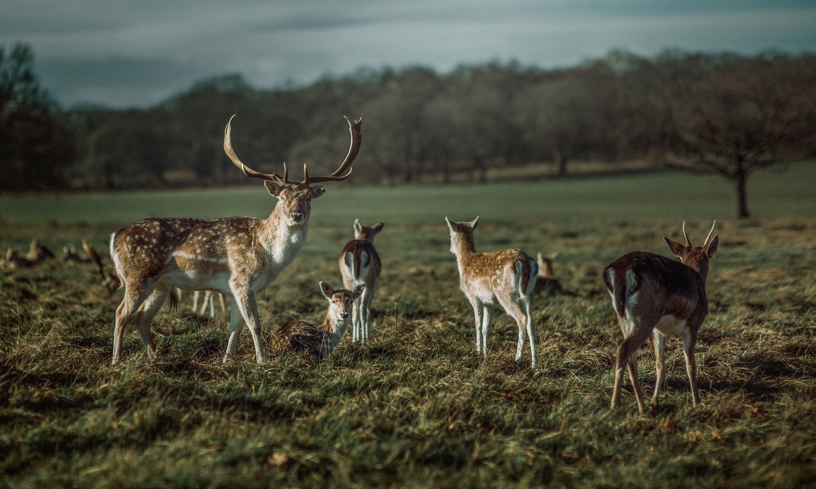 Free minibus service to Richmond Park
