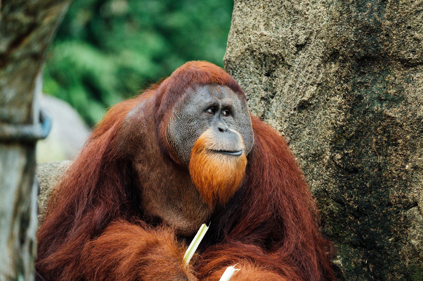 Wounded orangutan spotted using plant as medicine