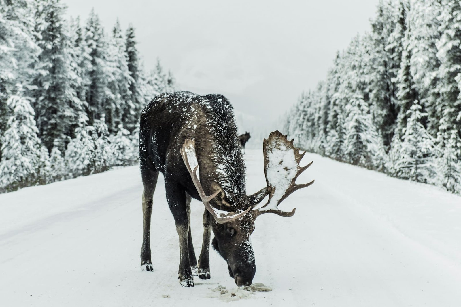 Moose kills US man trying to photograph its calves