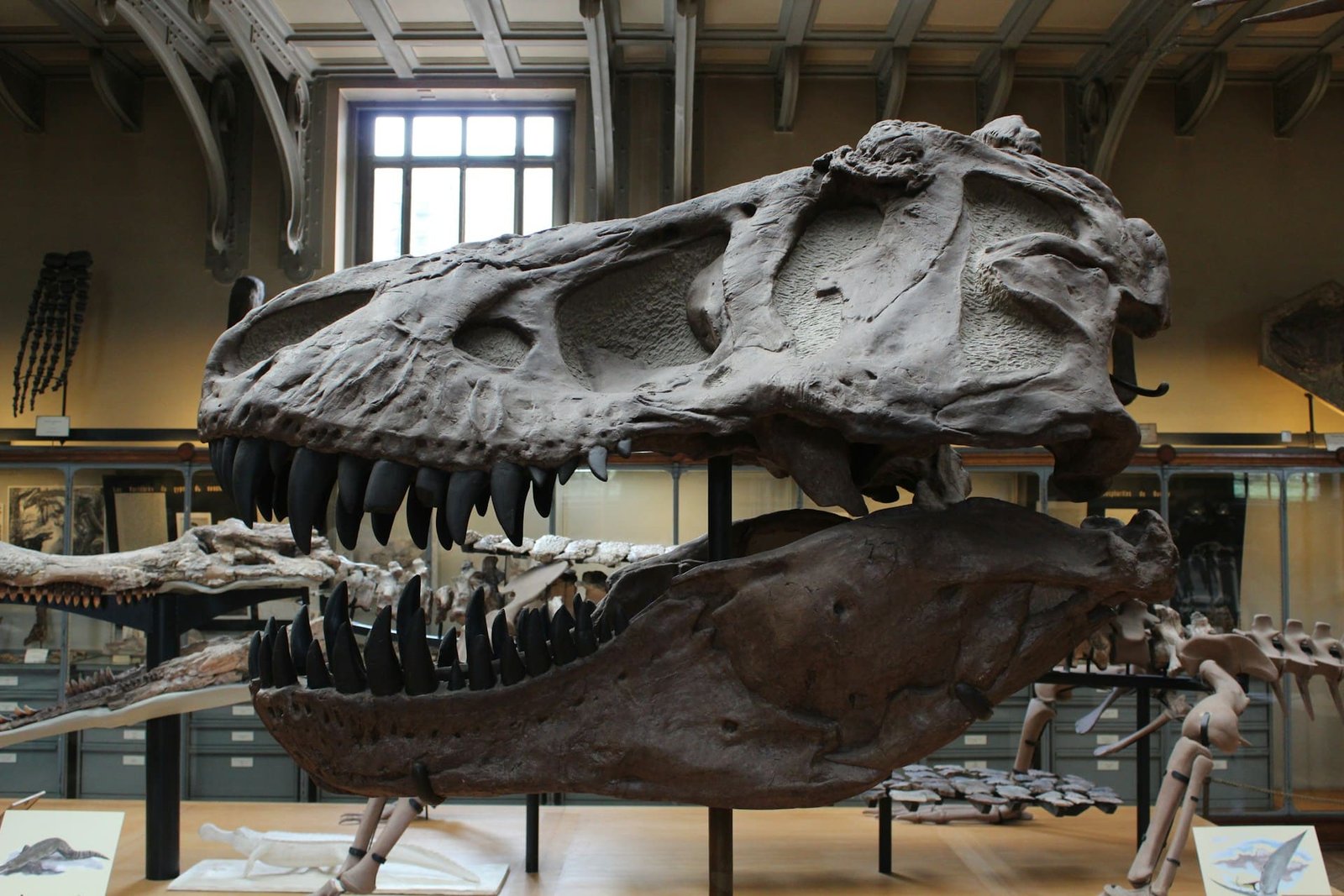 Dinosaurs probably not as smart as claimed