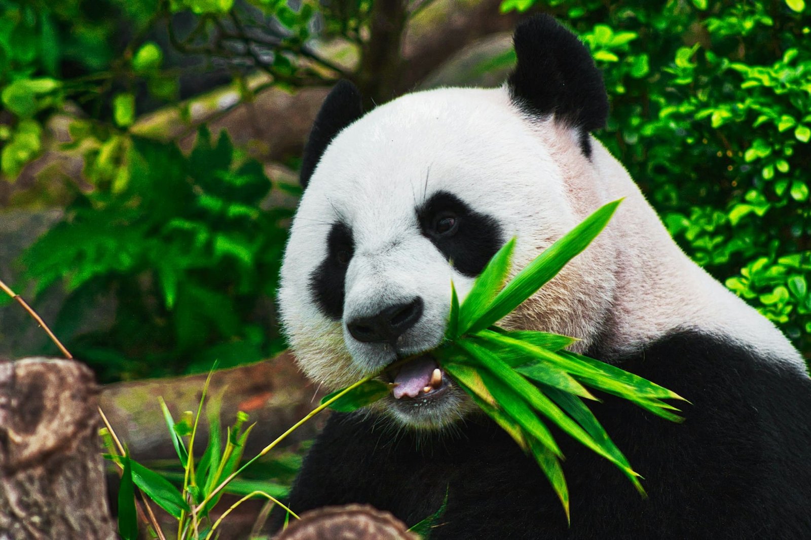 DC Zoo to receive giant pandas from China