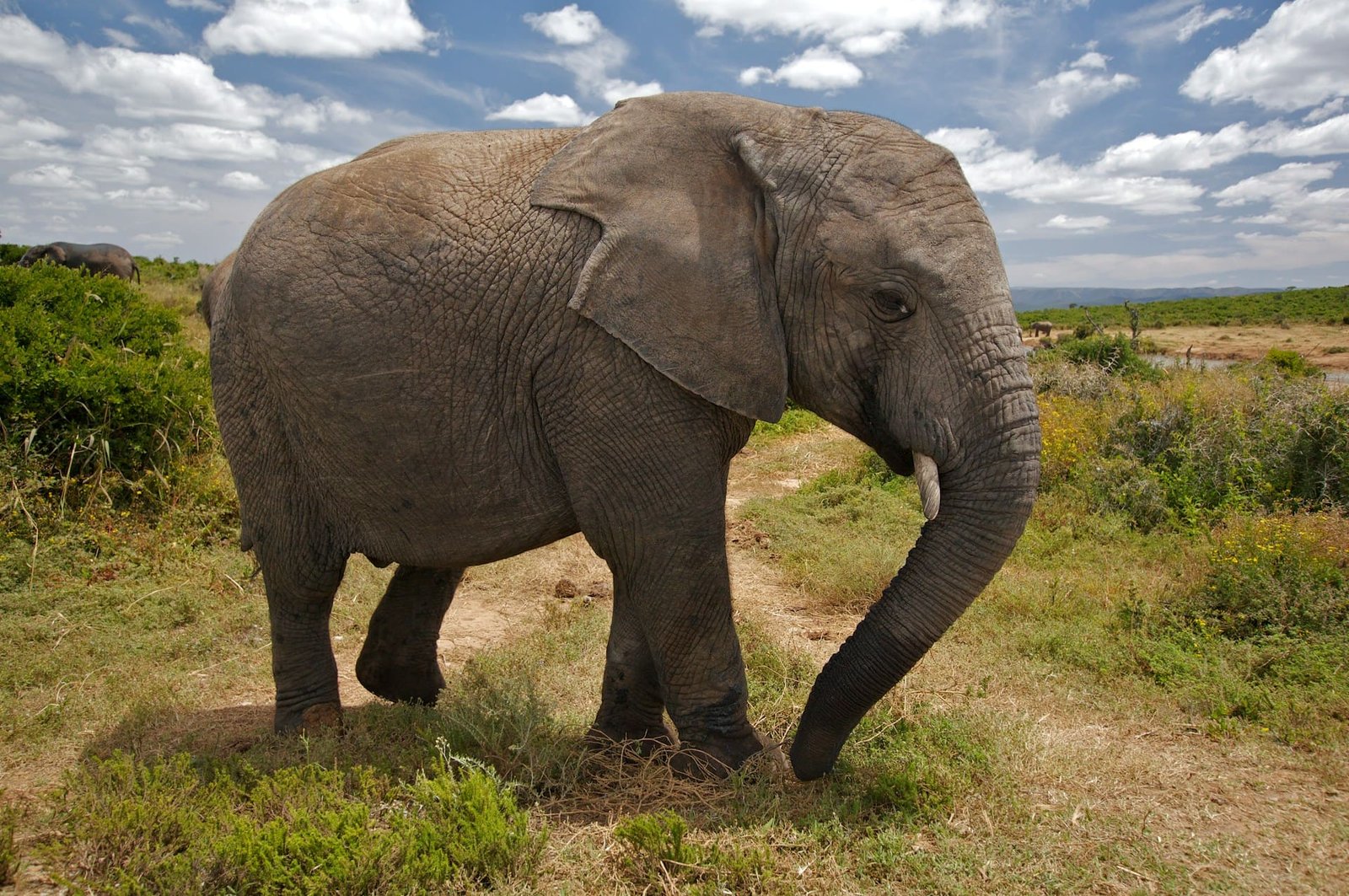 Study suggests elephants call others by name