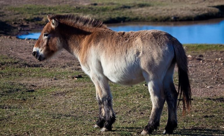 Wild horses return to Golden Steppe after centuries