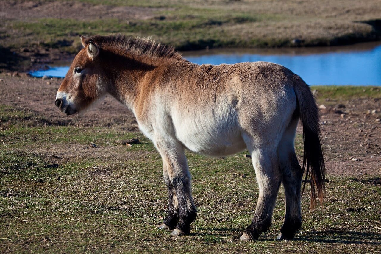 Wild horses return to Golden Steppe after centuries
