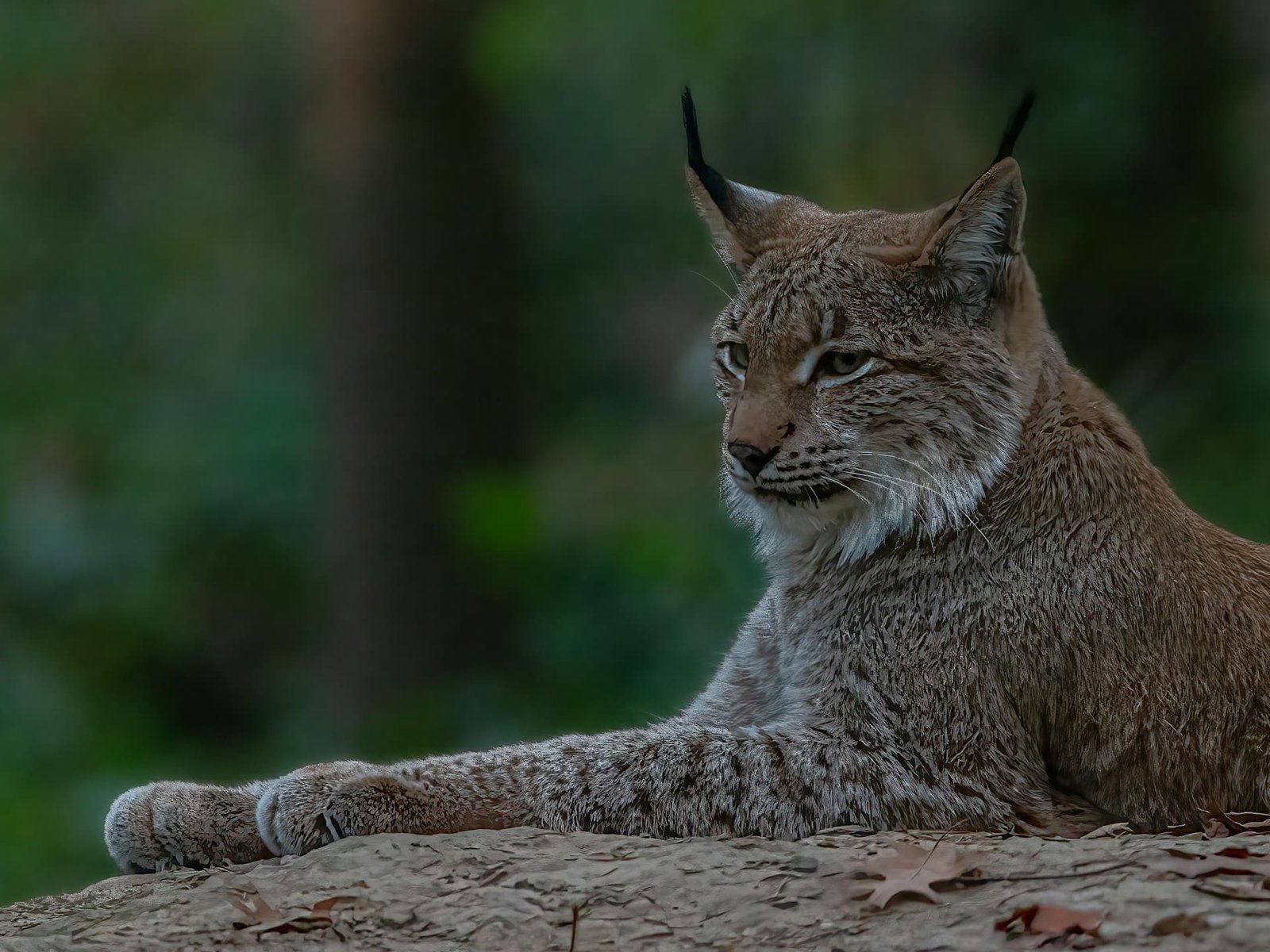 Iberian lynx, one of the rarest cats no longer endangered