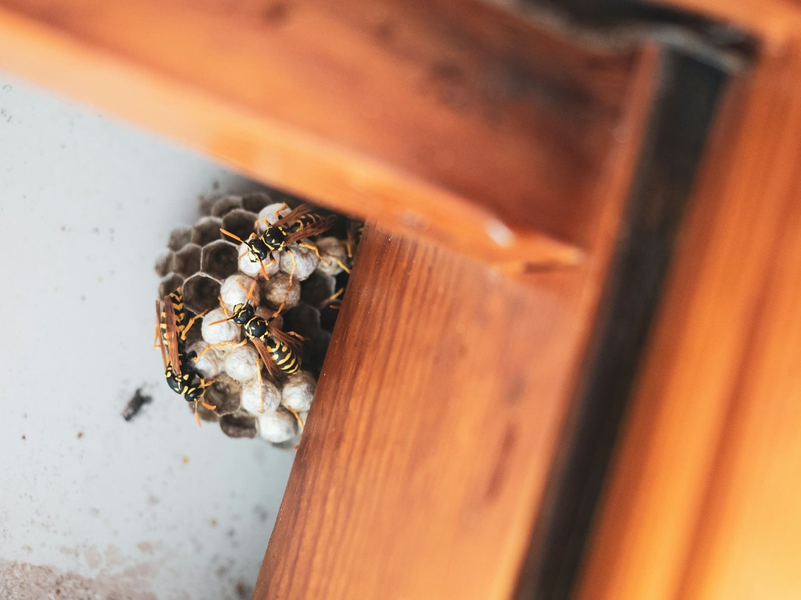 Report any sightings of Asian hornets