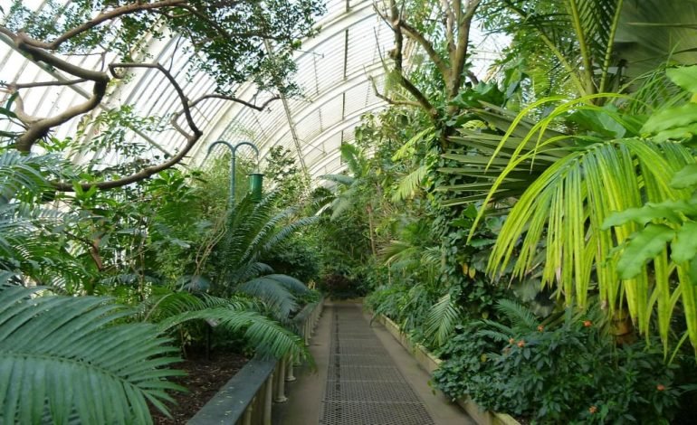 The Palm House is one of the oldest structures at Kew Gardens, home to many of the Garden's Tropical Tree Species