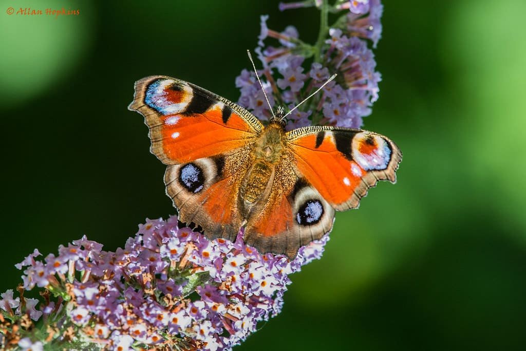 Join the ‘On Your Street’ Survey and Help Boost Wandsworth’s Biodiversity Through Your Garden