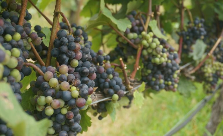 Ancient Grape seeds shed light on how dinosaur extinction helped
