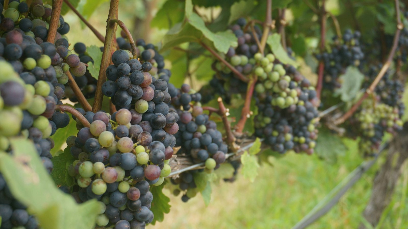 Ancient Grape seeds shed light on how dinosaur extinction helped