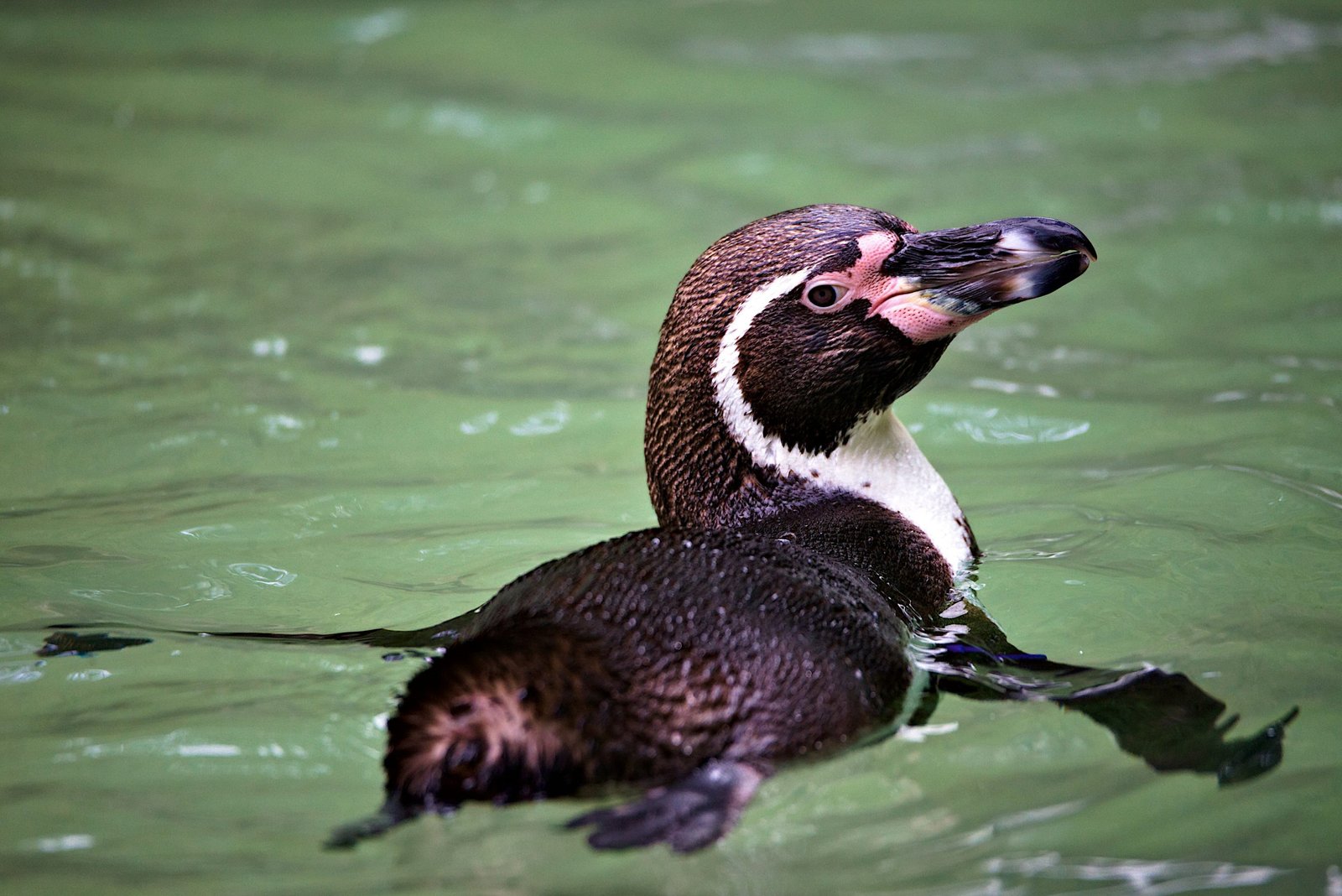 First Swimming Lesson for Humboldt Penguin Chicks at London Zoo