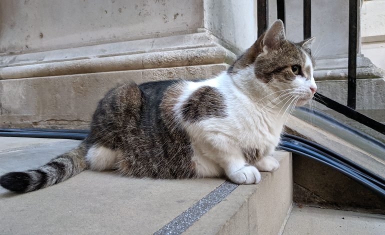 Larry the Cat takes a Paws Between the Changing of the Guard
