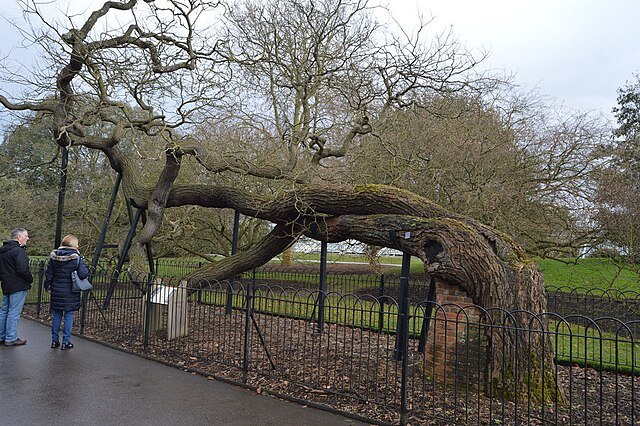 The Pagoda Tree, one of the oldest trees at Kew Gardens, dates from the late 17th - early 18th centuries