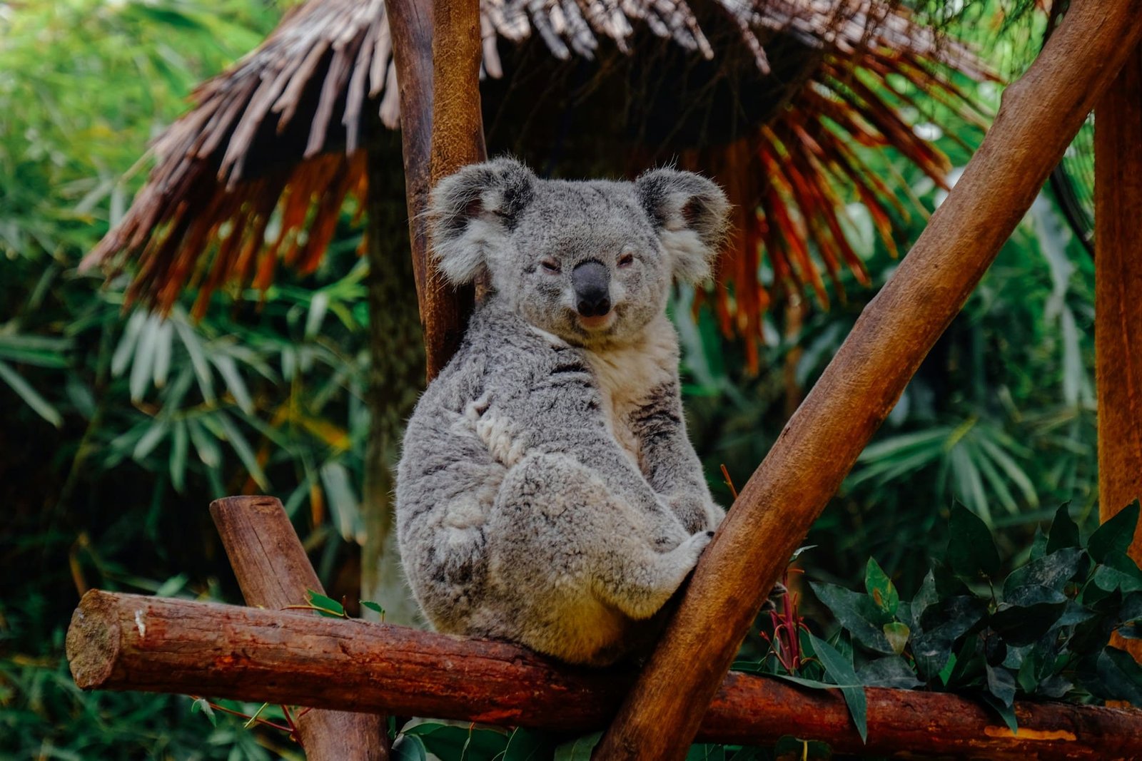 “Iconic” wildlife park bans koala cuddles