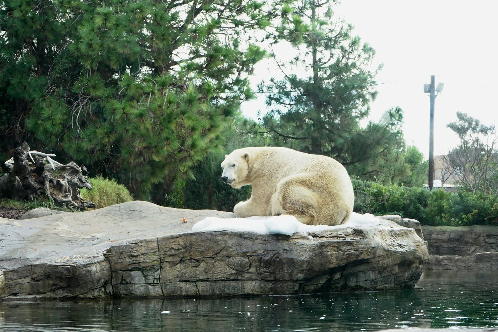 New tech aims to keep polar bears away from people