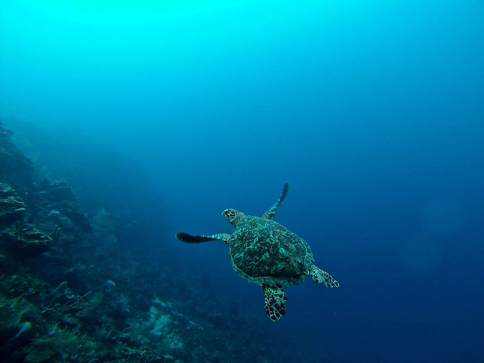 Researchers Shed Light on Earth’s Earliest Ecosystem