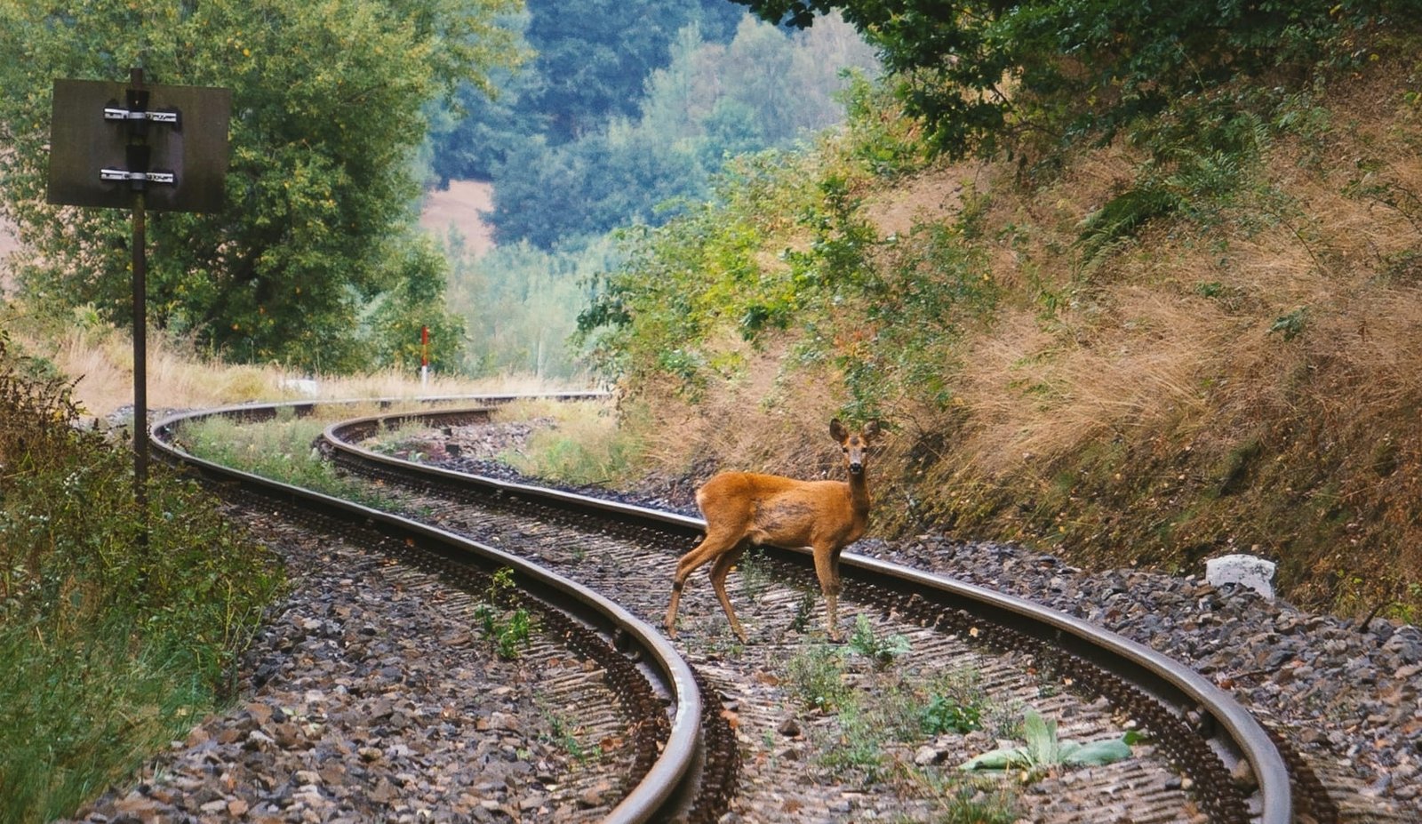 Trespassing on railways: deer most common animals but humans lead
