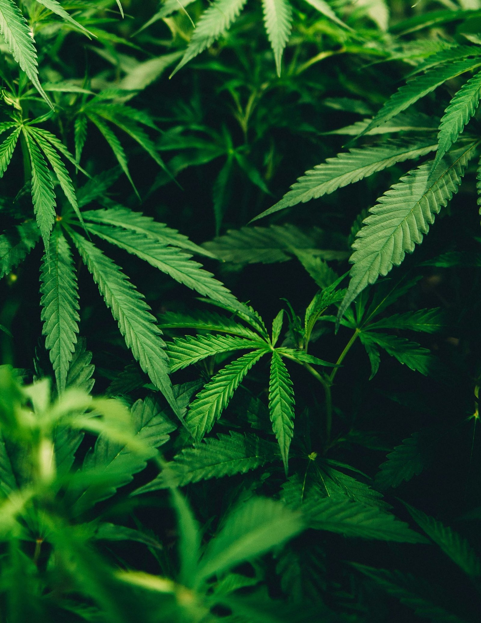 Organised Crime Targets Empty Shops for Cannabis Farms Across UK