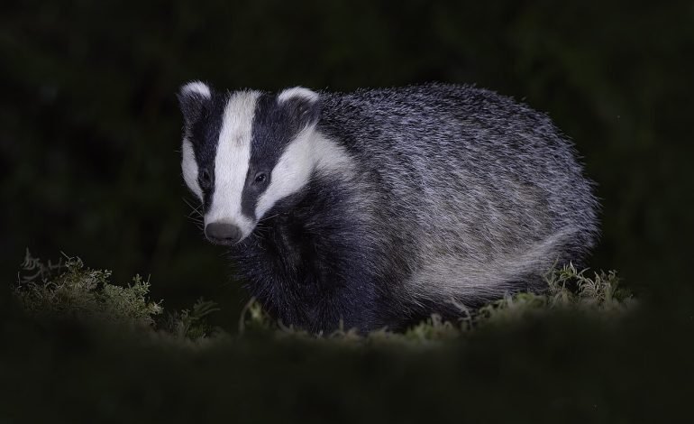 European Badger Meles meles Scotland (53260881618)