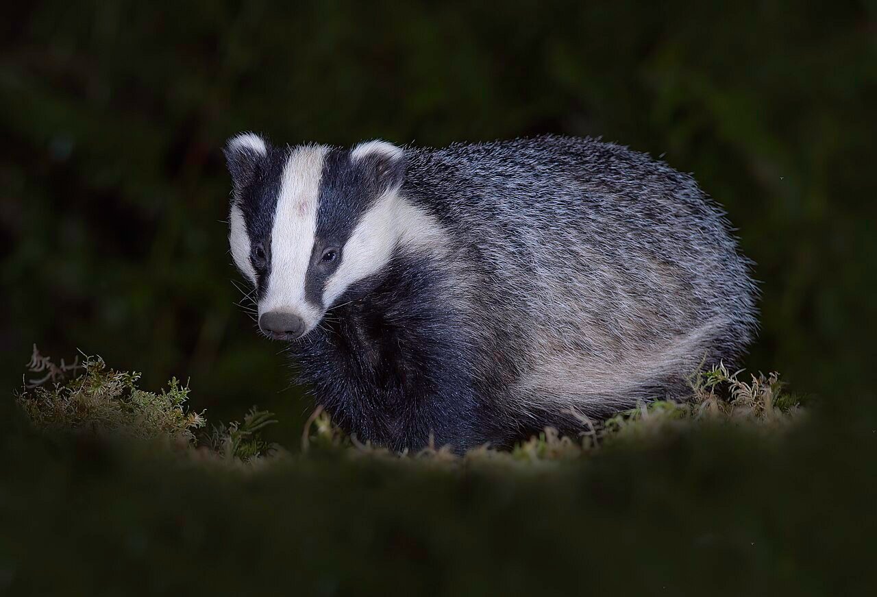 Vaccinating badgers better than culls to stop bovine TB