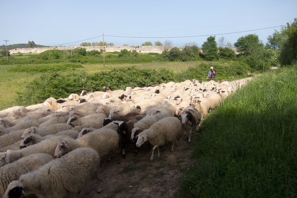 Greek Farmers Guarantee Feta Cheese Production Amid Livestock Virus Concerns