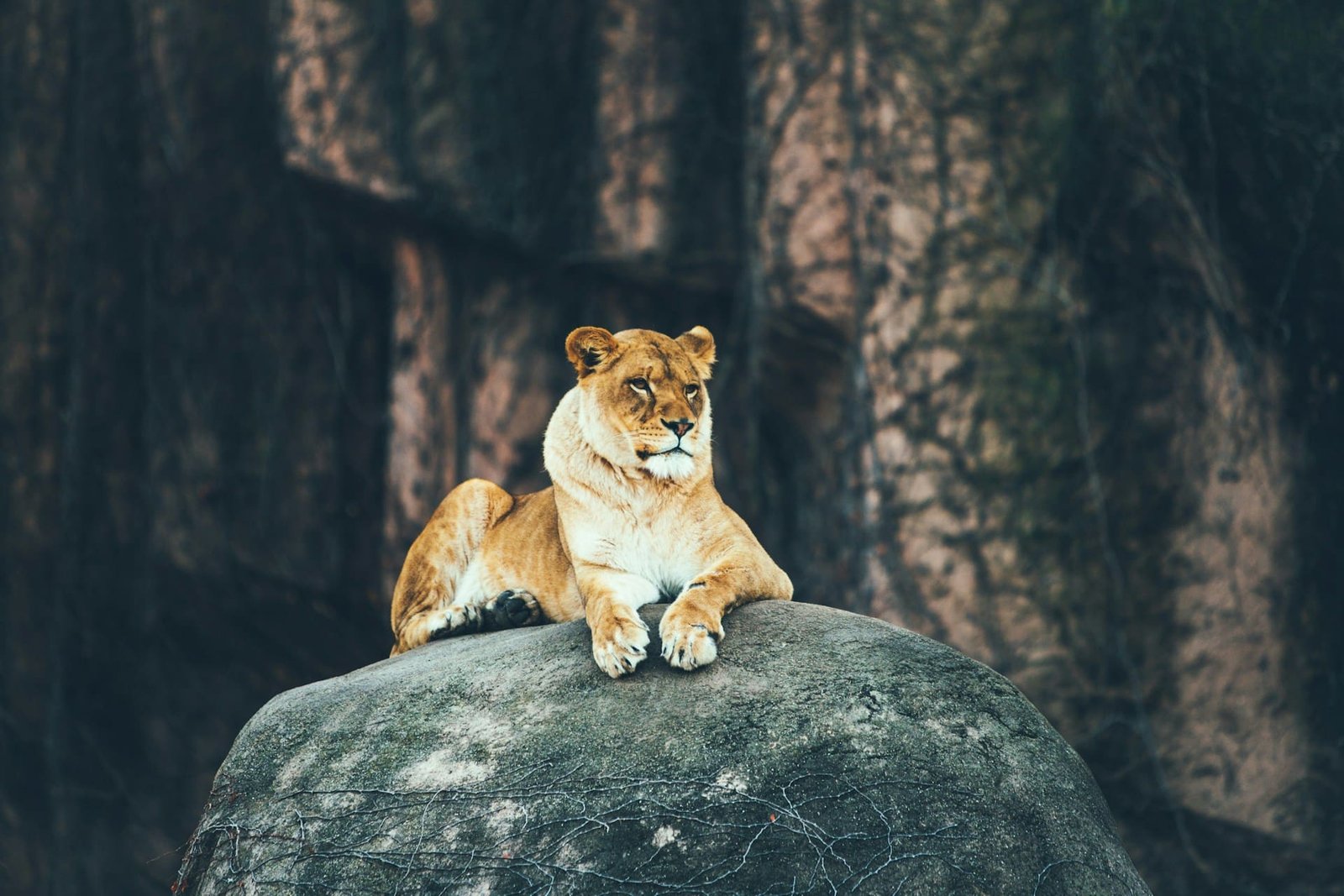 Lion from Ukraine arrives at Kent sanctuary