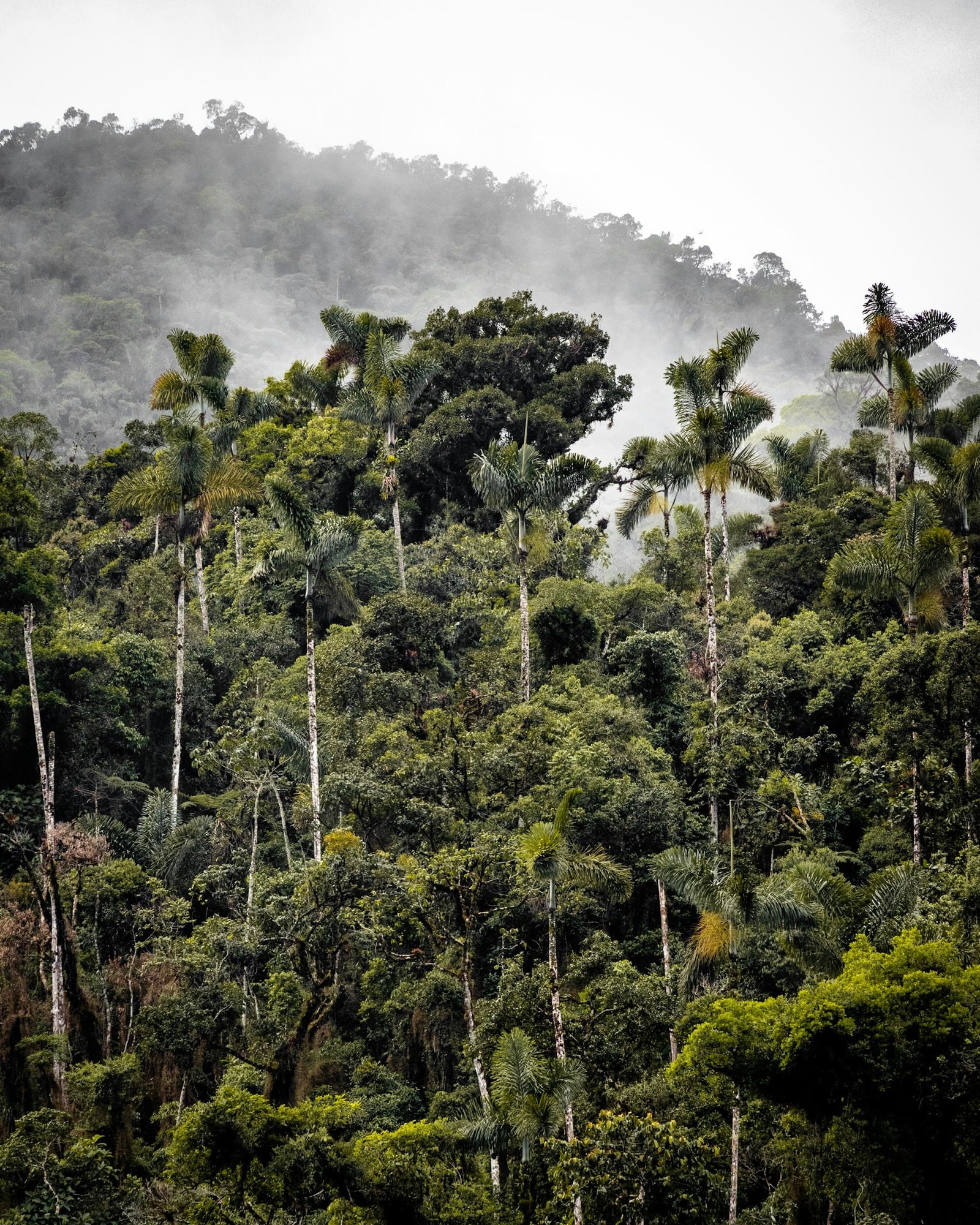 Brazil sends 1,500 firefighters to fight Amazon forest fires