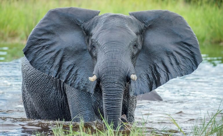 captive elephant freed after 40 years
