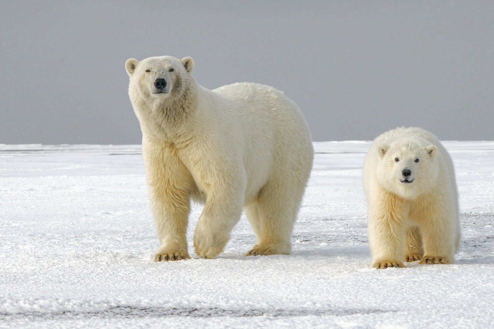 Rare polar bear attack kills Canadian worker