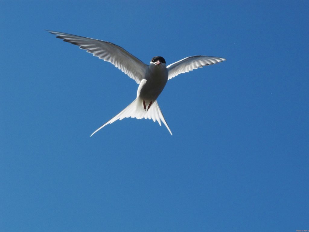 Artic Tern