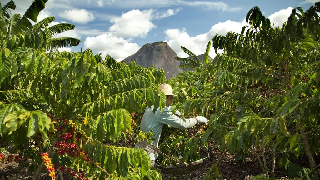 Brazilian Coffee Crisis: Drought and Fire Threaten Global Coffee Supply
