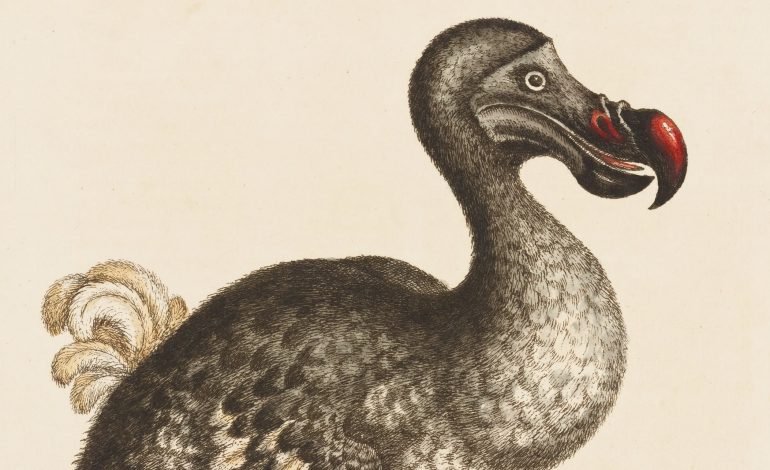 Dodo misconceptions corrected by researchers