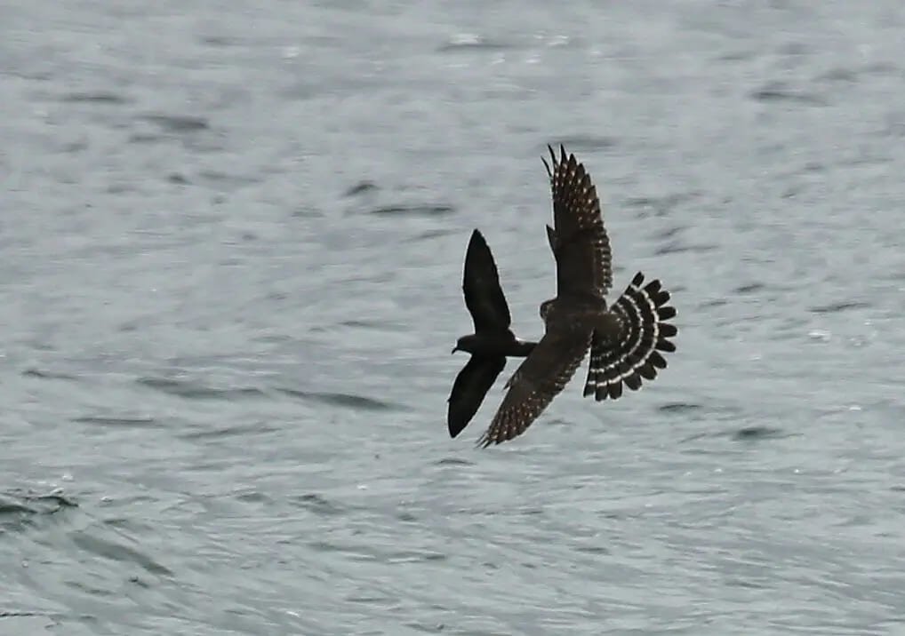 Leach’s storm petrel