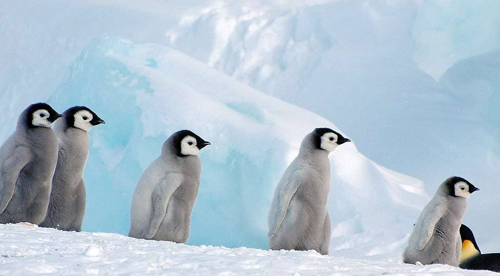 Penguin Colony Overcomes Massive Iceberg Obstacle in Antarctica