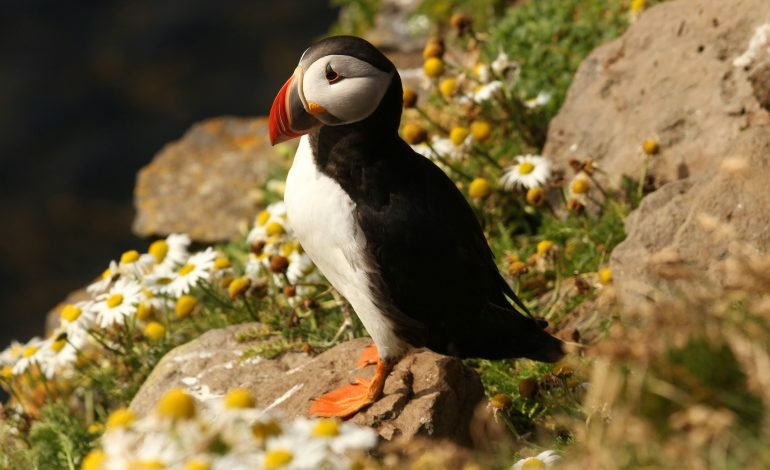 UK Seabirds in Crisis as Five New Species Added to Red List Amid Dire Conservation Concerns