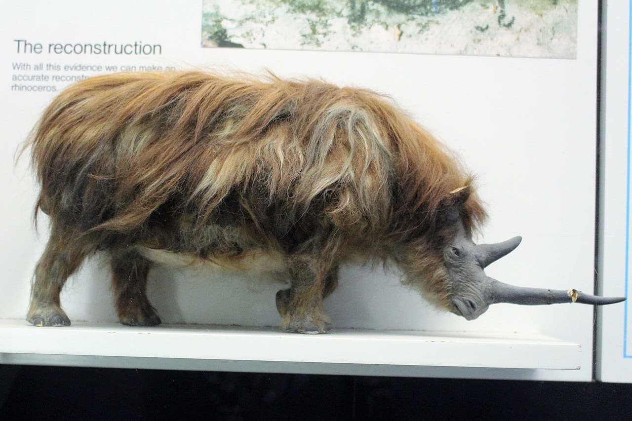 Woolly rhinoceros preserved in permafrost for 32,000 years