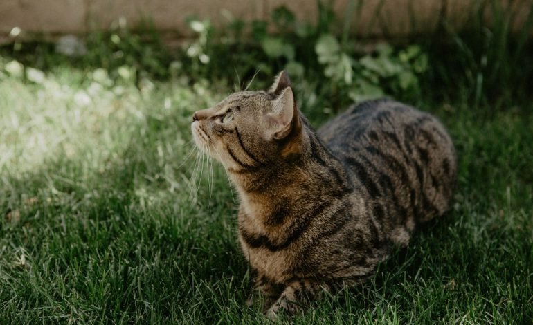 Cats want to play fetch, study finds