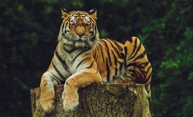 handler attacked by a tiger